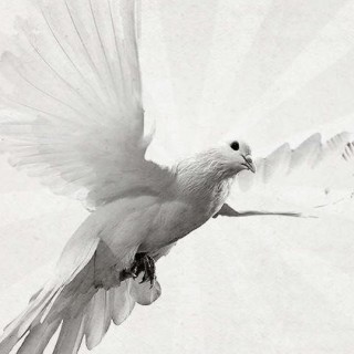 white_pigeon